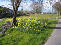 Hauses Field: Spring daffodils