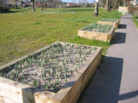 The first daffodils in the Hauses Field planters